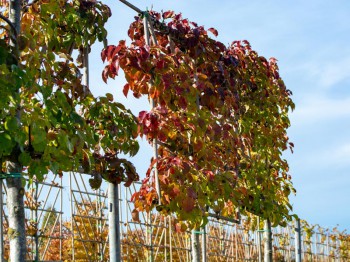 Groenblijvende leibomen