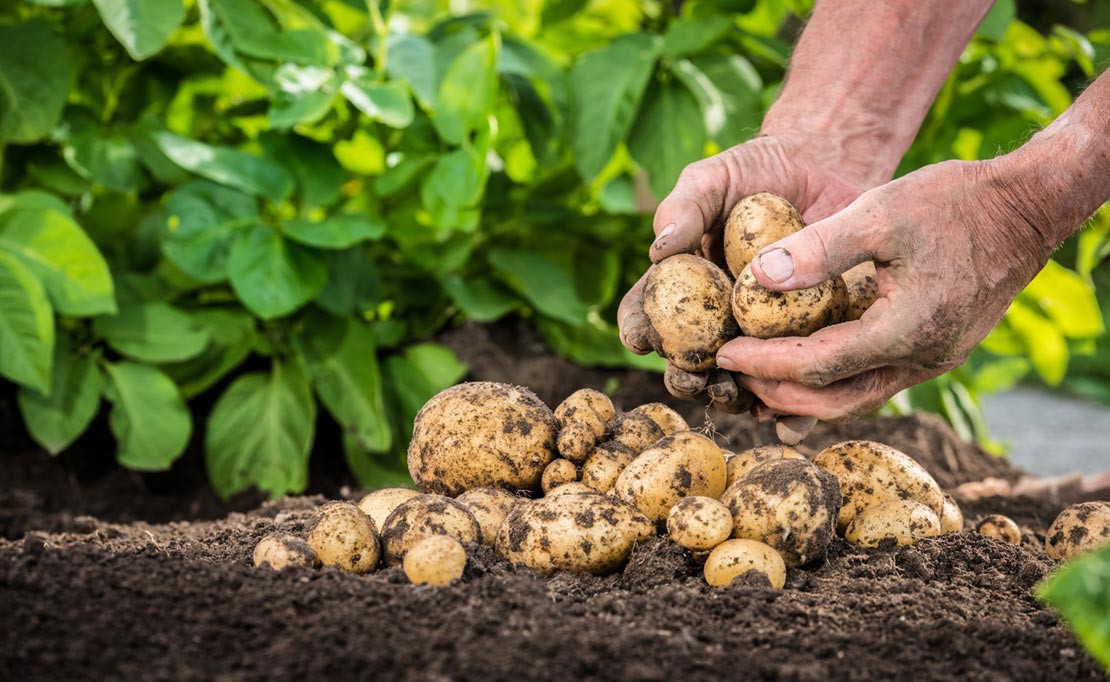 Aardappels poten