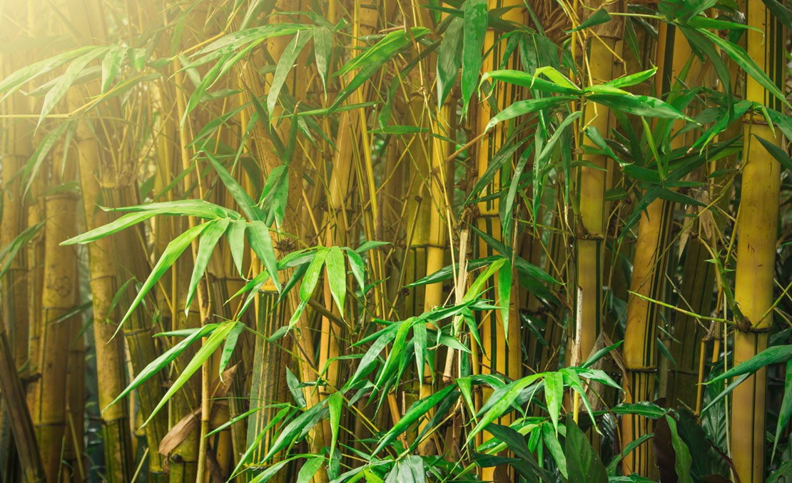 haar Messing Poort Bamboe Verwijderen | Woekerende Bamboe Bestrijden | Hovenier.nl