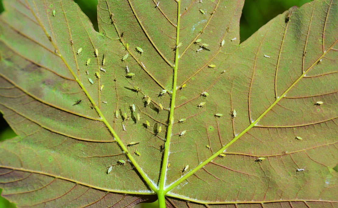Bladluis bestrijden
