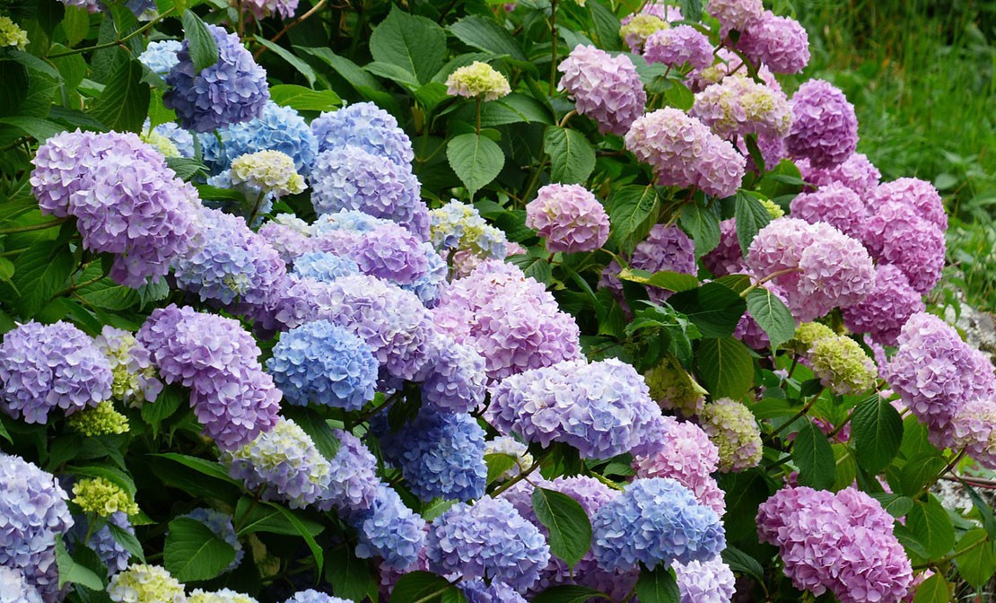 Boerenhortensia