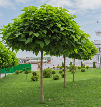 Bolcatalpa