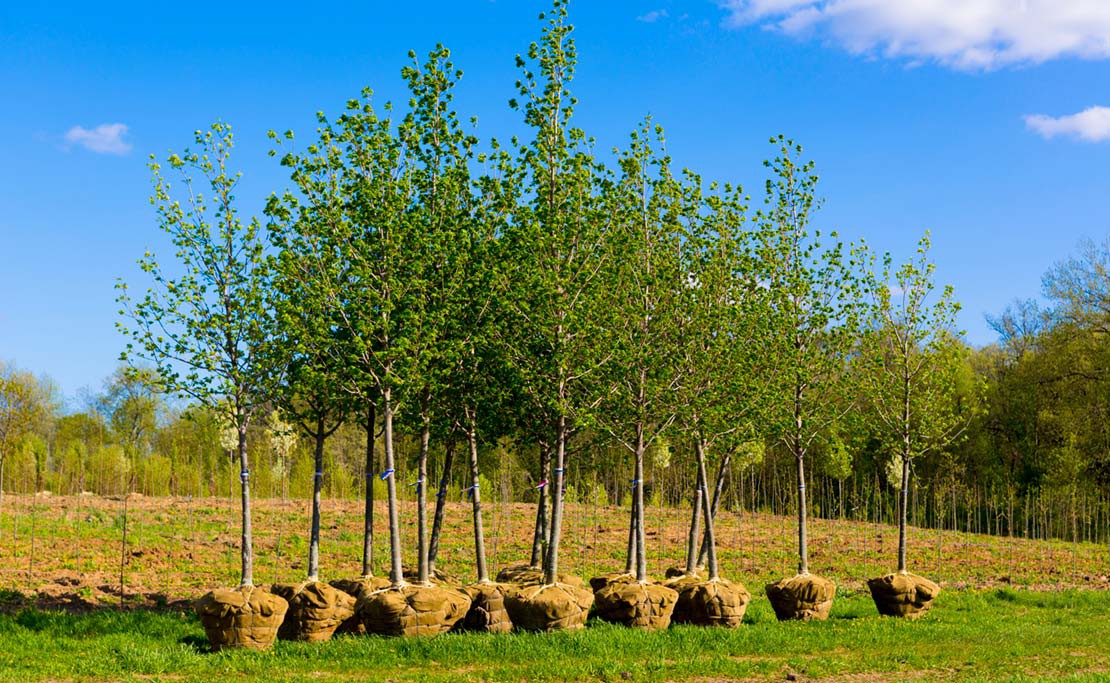 Naar behoren Nageslacht vingerafdruk Bomen Planten | Wanneer Boom Planten | Hovenier.nl