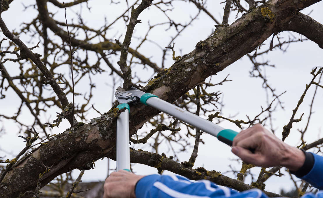 Bomen snoeien, welk gereedschap heeft u nodig?