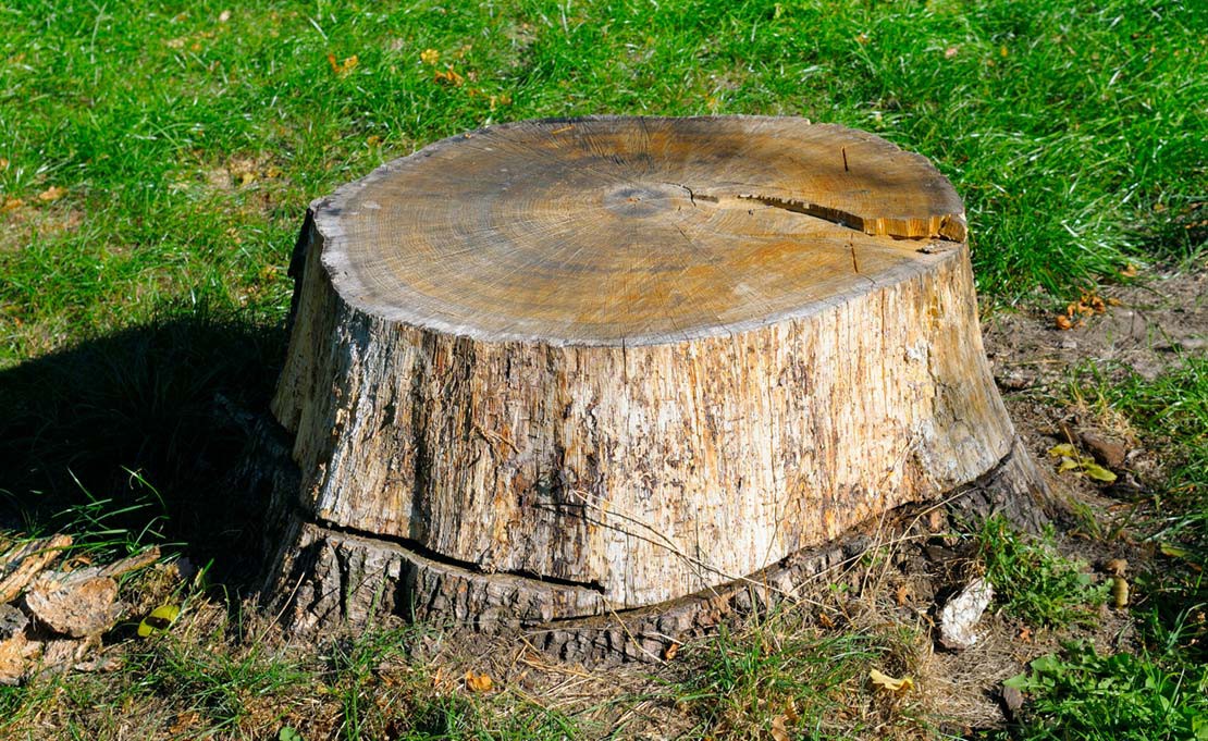 Kosten boomstronk verwijderen