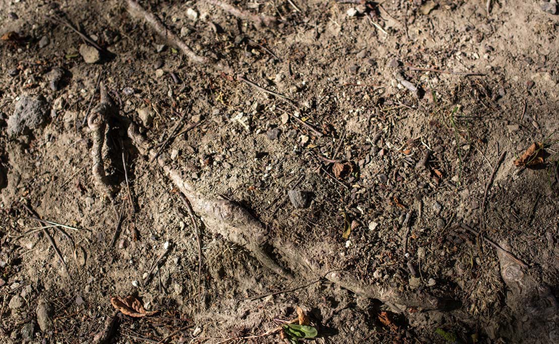 Boomwortels verwijderen