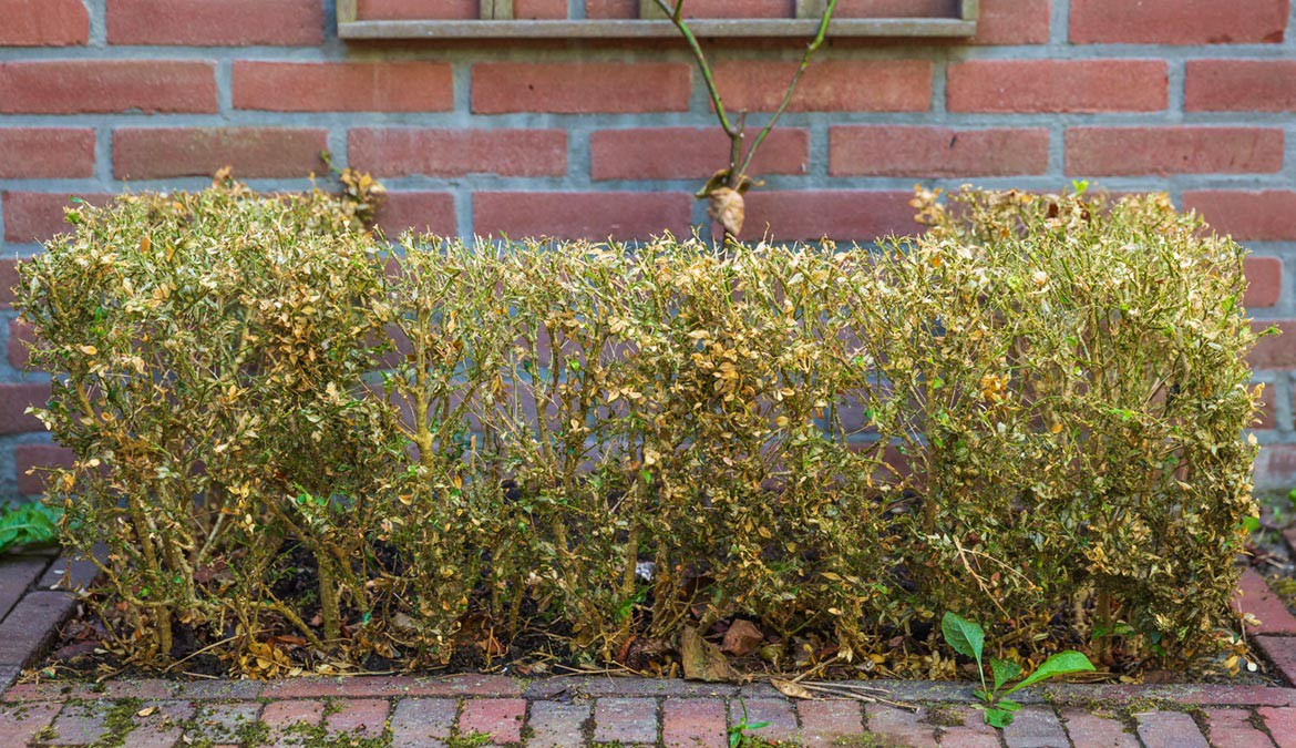 Buxusrups en buxusmot bestrijden