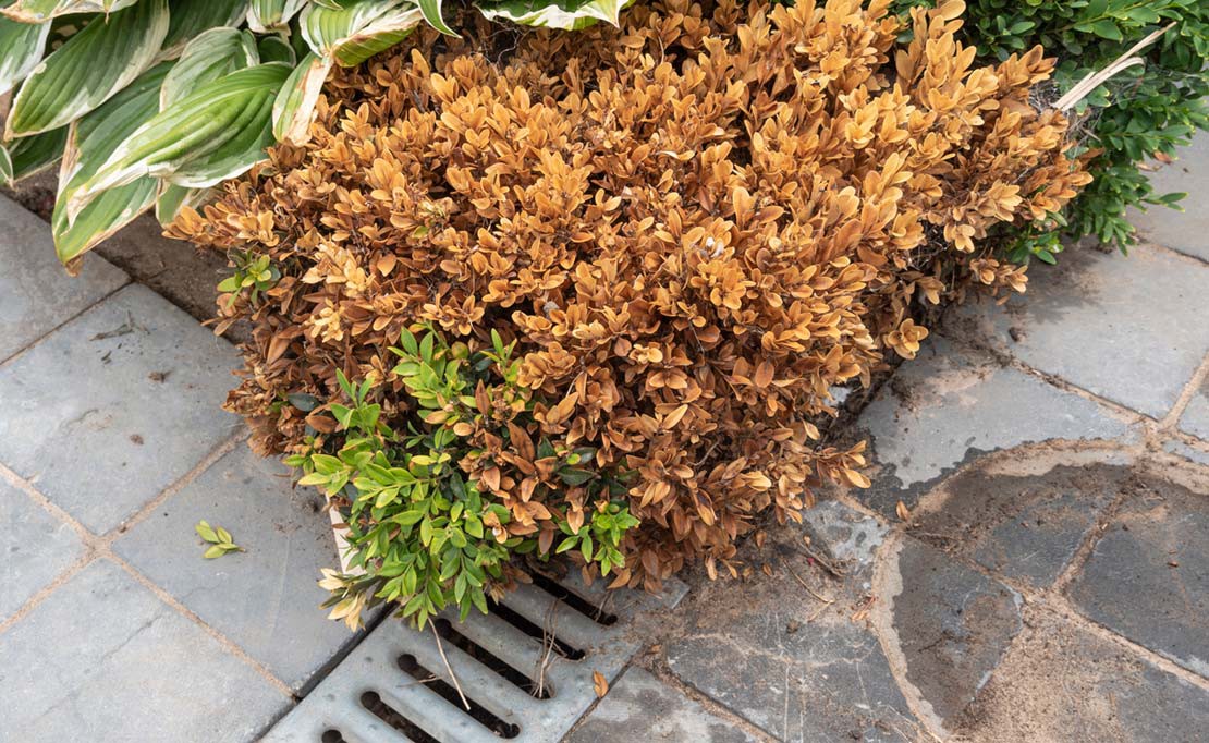 Buxusschimmel bestrijden