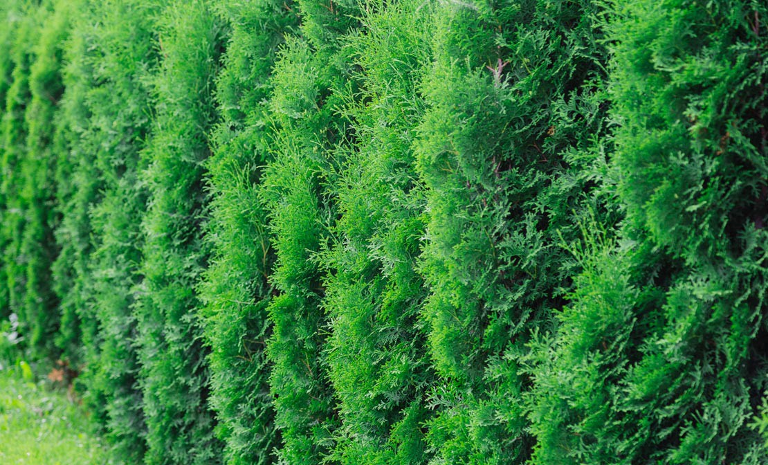 Coniferen verwijderen