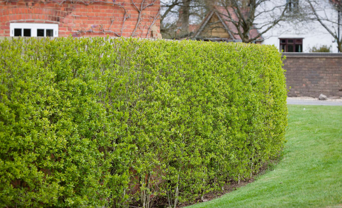 Wilde liguster haag als erfafscheiding