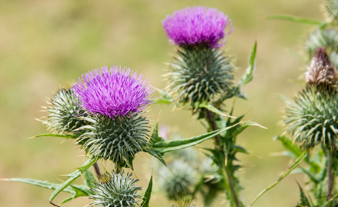Distels bestrijden