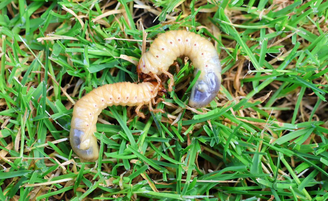 Engerlingen in gazon