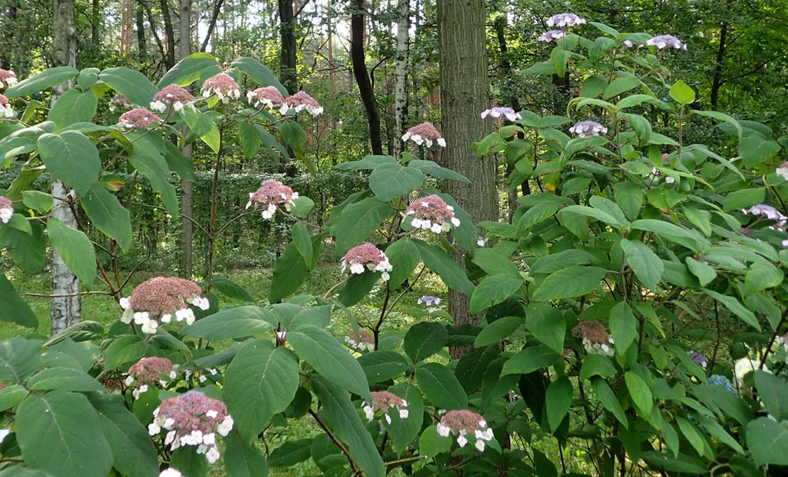 Fluweelhortensia