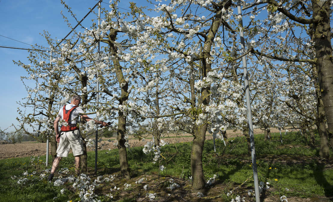 Fruitbomen onderhouden