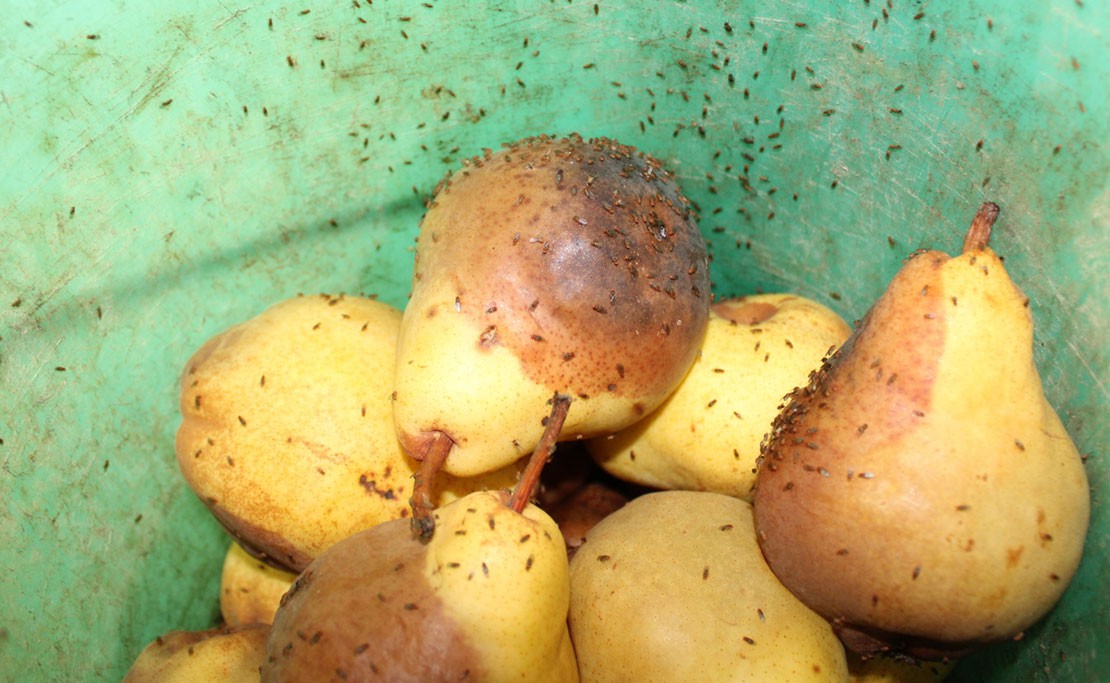 Fruitvliegjes bestrijden