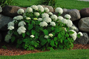 Hortensia snoeien