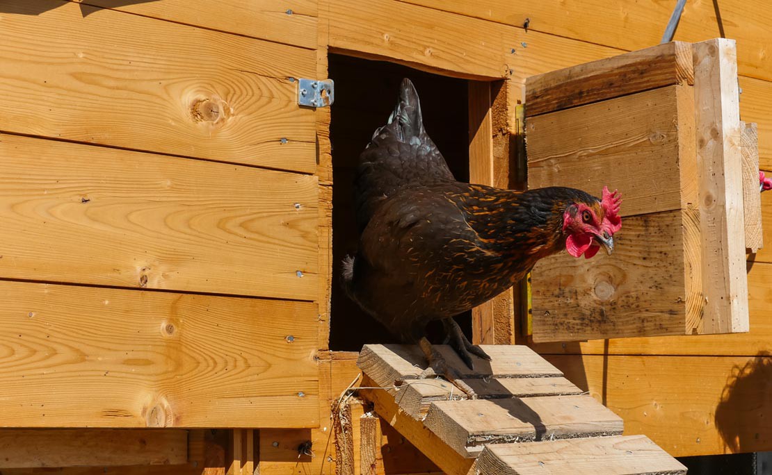 Kippenhok maken