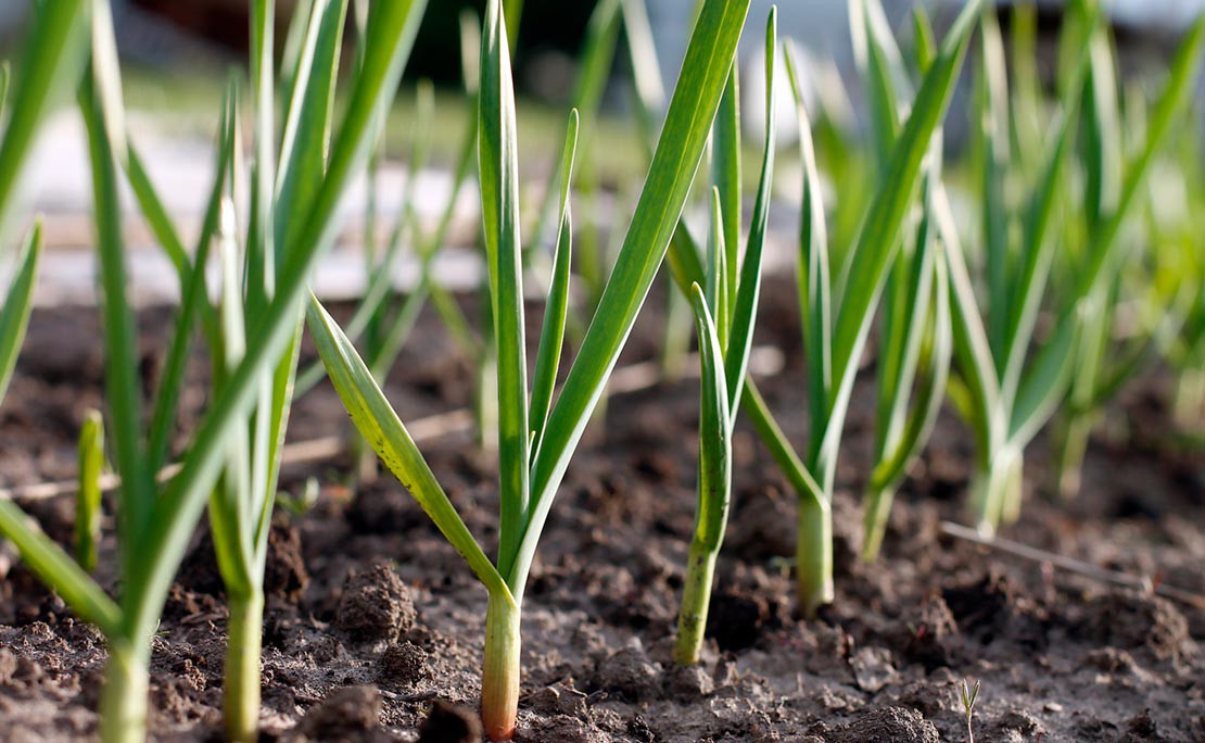 Knoflook kweken