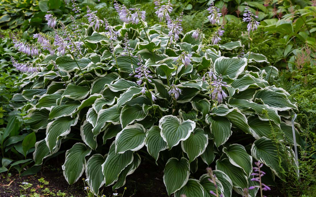 Makkelijke Tuinplanten Met Weinig Onderhoud Hovenier nl
