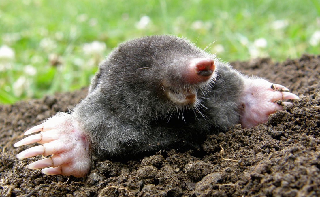 Mollen bestrijden, vangen of verjagen