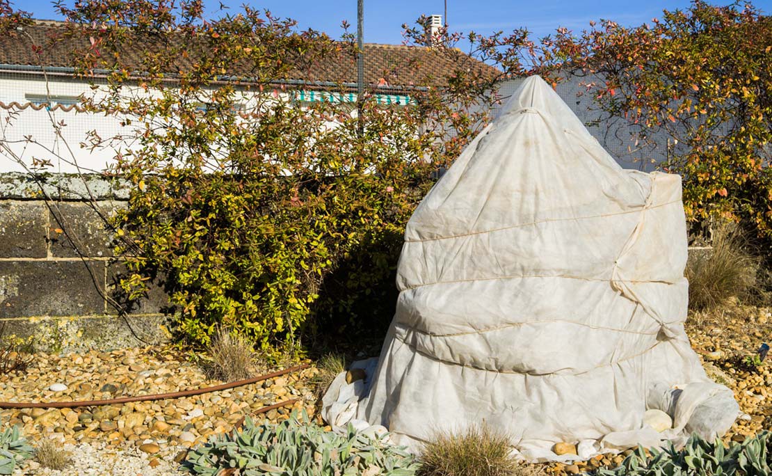 Planten beschermen tegen vorst