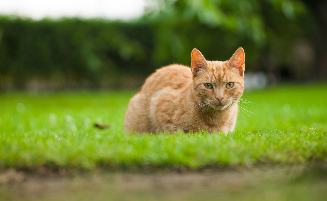 Planten tegen katten in de tuin
