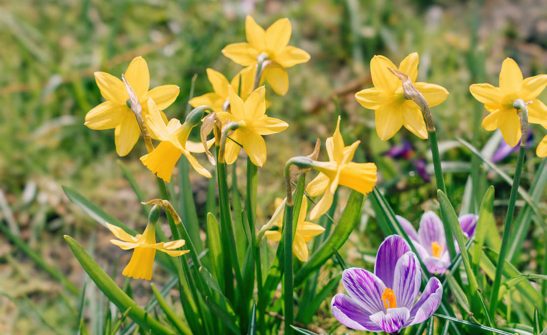 Narcissen in de tuin