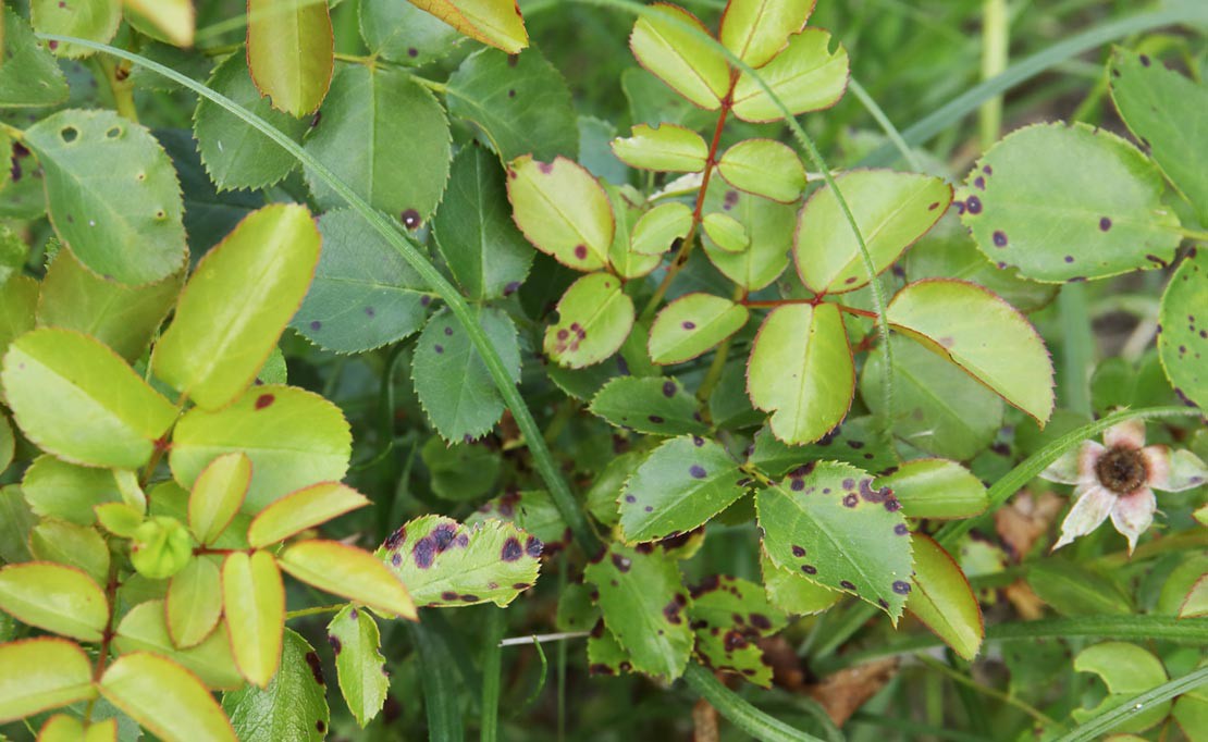 Sterroetdauw bestrijden