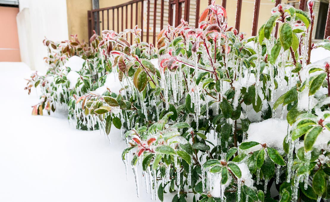 Tuin beschermen tegen vorst