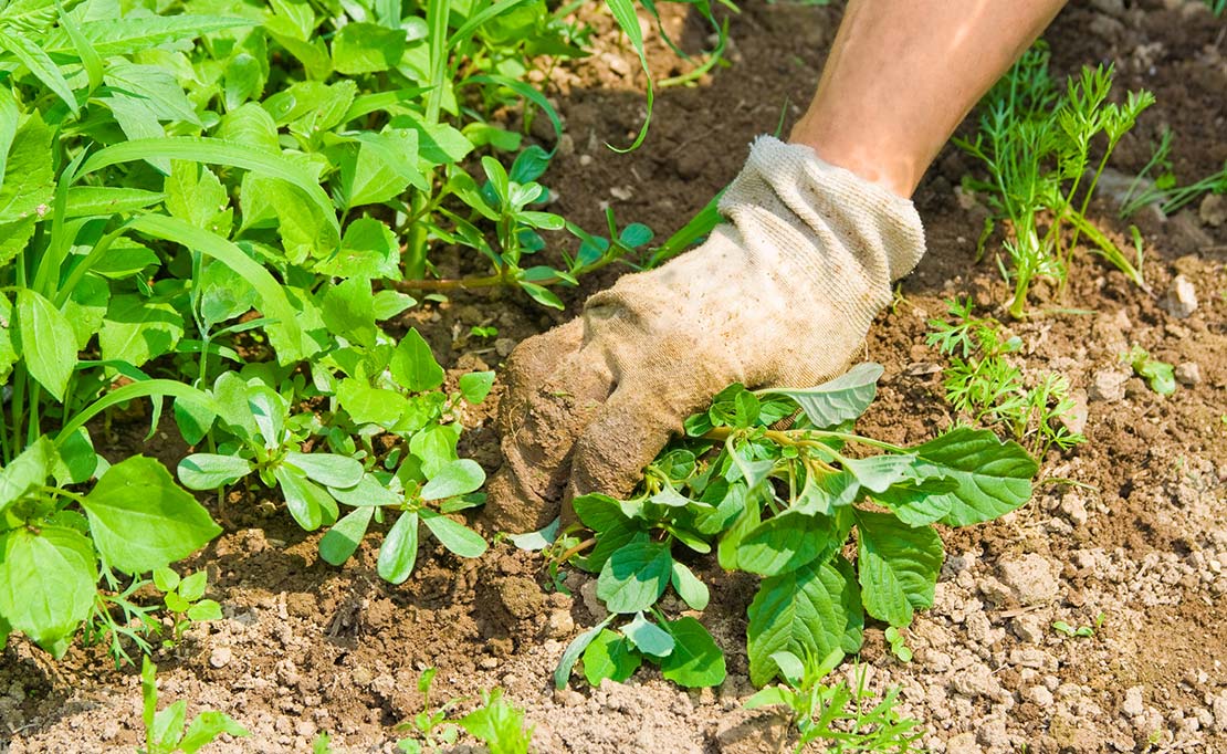 Tuinonderhoud in augustus