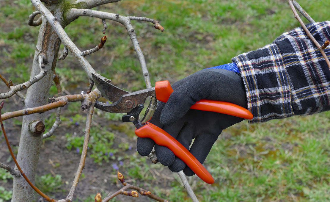 Tuinonderhoud in december