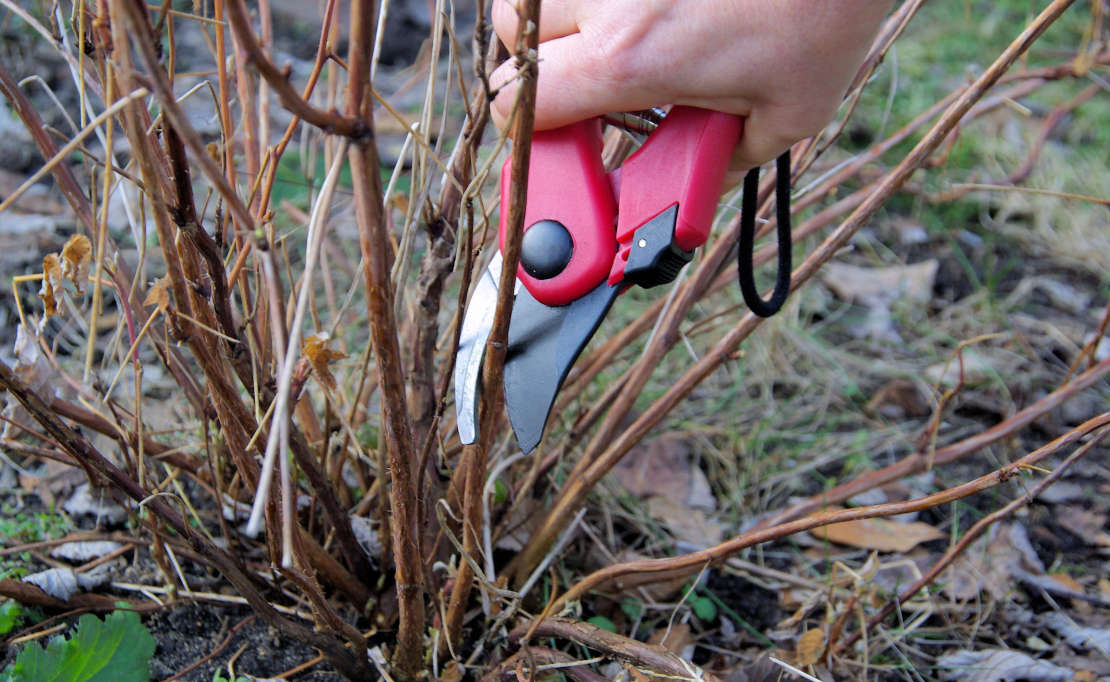 Tuinonderhoud in maart