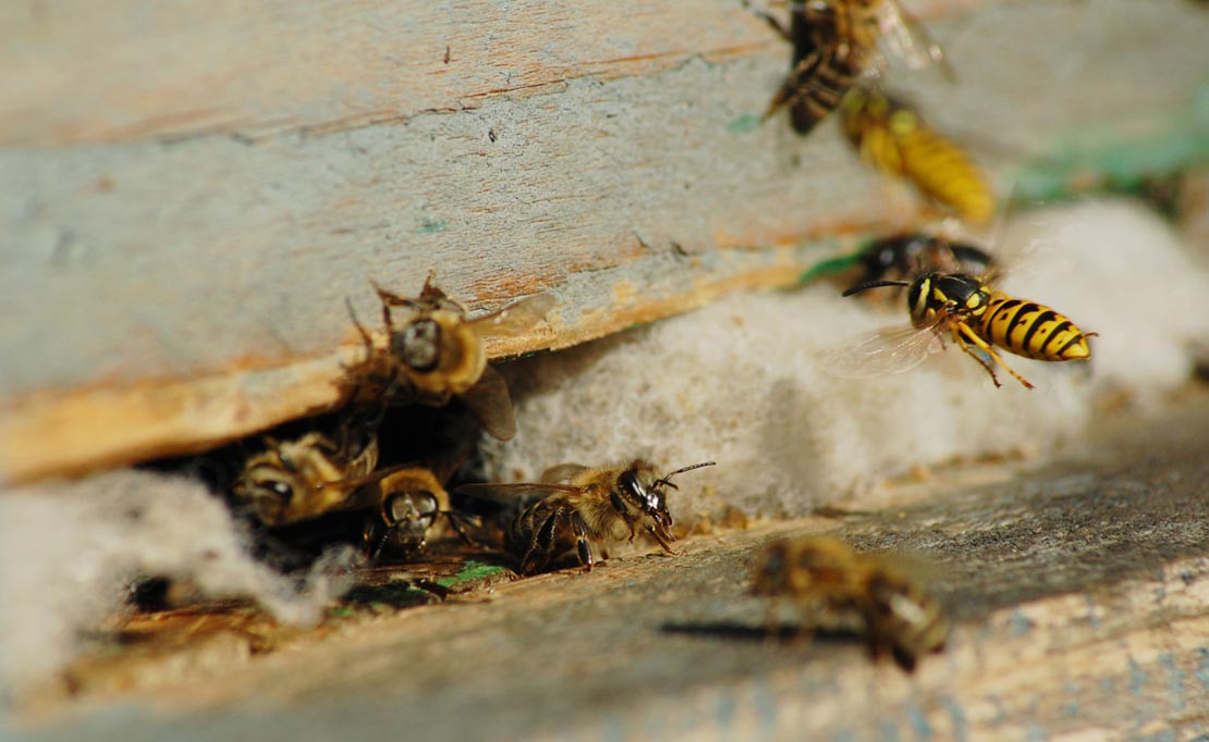 Wespen bestrijden