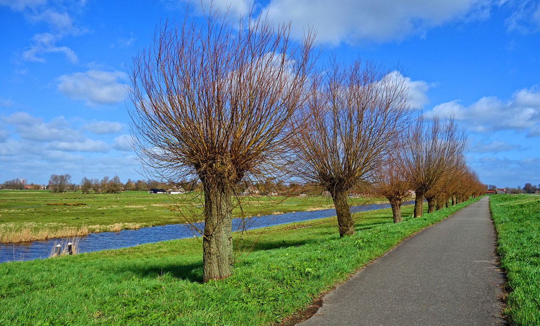 Wilgen knotten en knotwilg snoeien