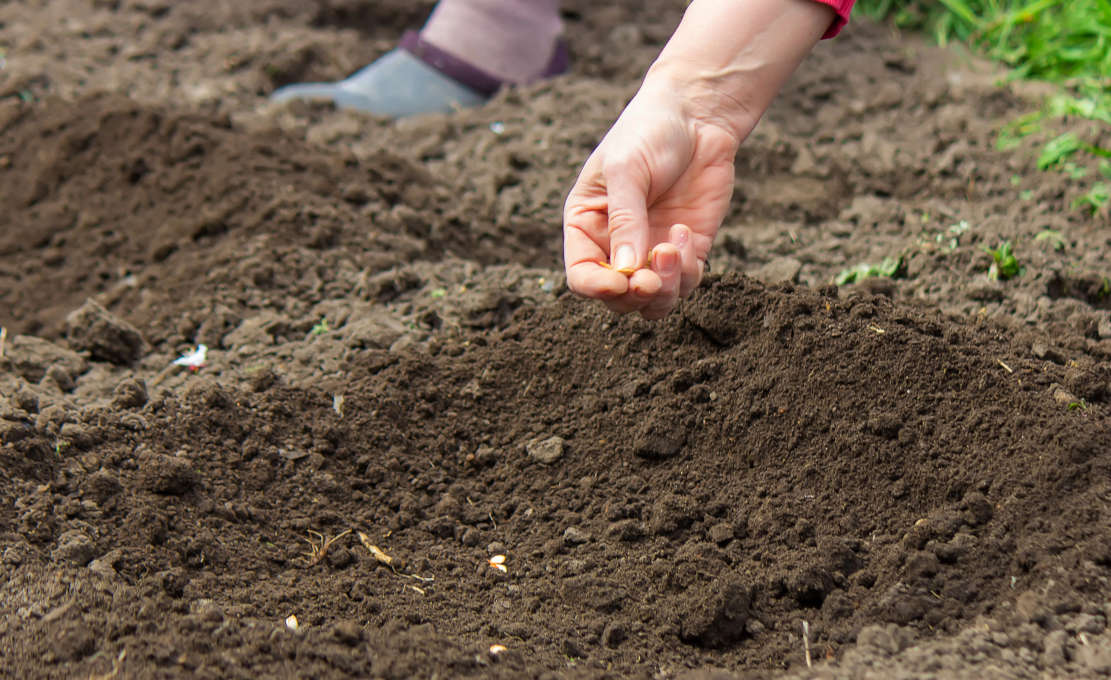 Zelf zaaien in de tuin: zo geeft u planten een goede start