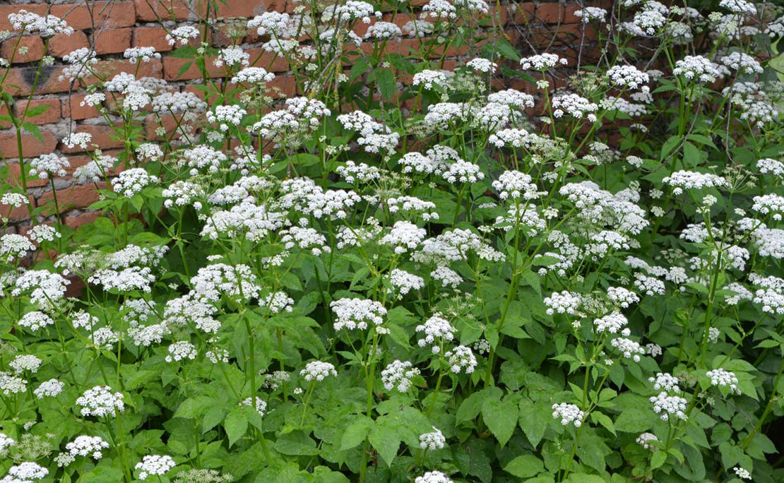 Zevenblad bestrijden