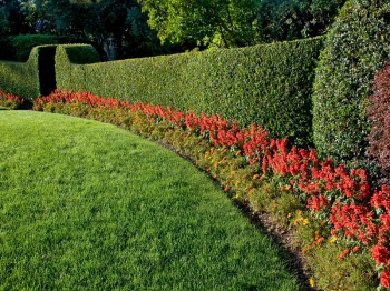Haag planten