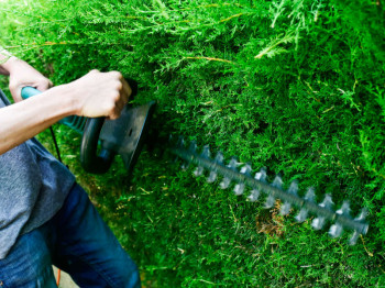 Haag snoeien: wanneer is het juiste moment?