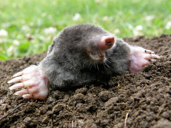 Mollen bestrijden in de tuin