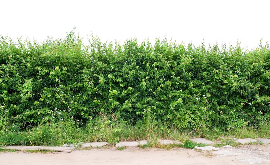 Kosten heg verwijderen