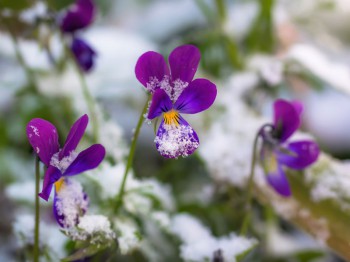 Winterbloeiers
