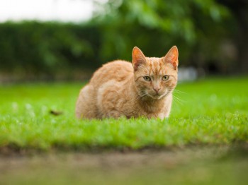 Planten tegen katten in de tuin