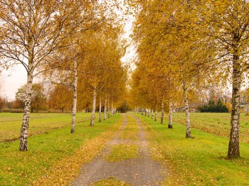 Laanbomen