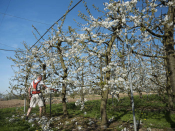 Fruitbomen onderhouden: zo houdt u ze gezond en productief