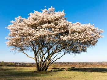 Meerstammige boom