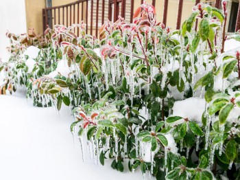 Tuin beschermen tegen vorst