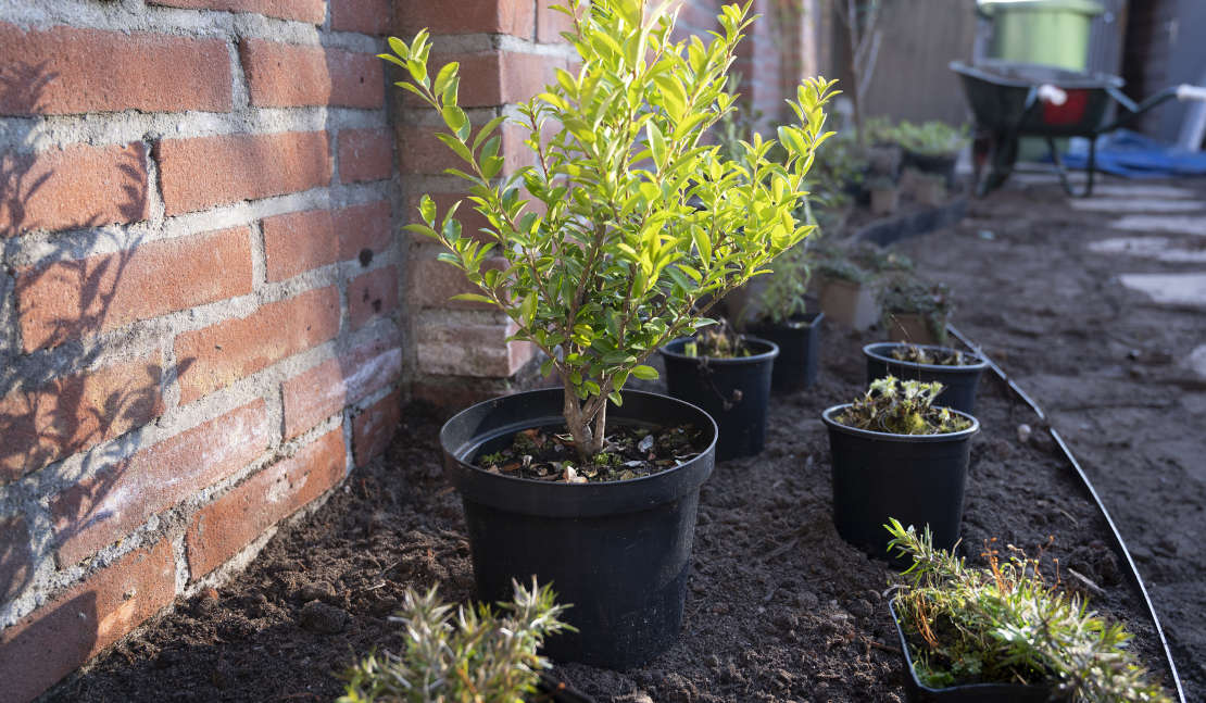 Hovenier plant nieuwe beplanting in de tuin