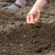 Zelf zaaien in de tuin: zo geeft u planten een goede start