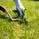 Onkruid in gazon bestrijden