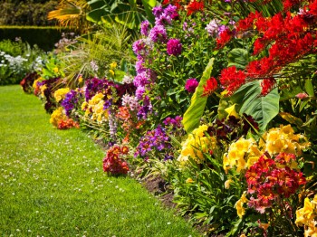 Borderplanten